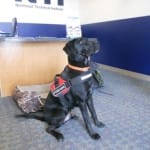 Meet Gunner! Gunner comes to school with a student a few times a week. He is such a good boy and very well-liked by Staff and Students. Welcome to NTI, Gunner!