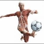 “The Soccer Player" - one of the figures now on display at the "Body Worlds" exhibit at the Portland Science Center.